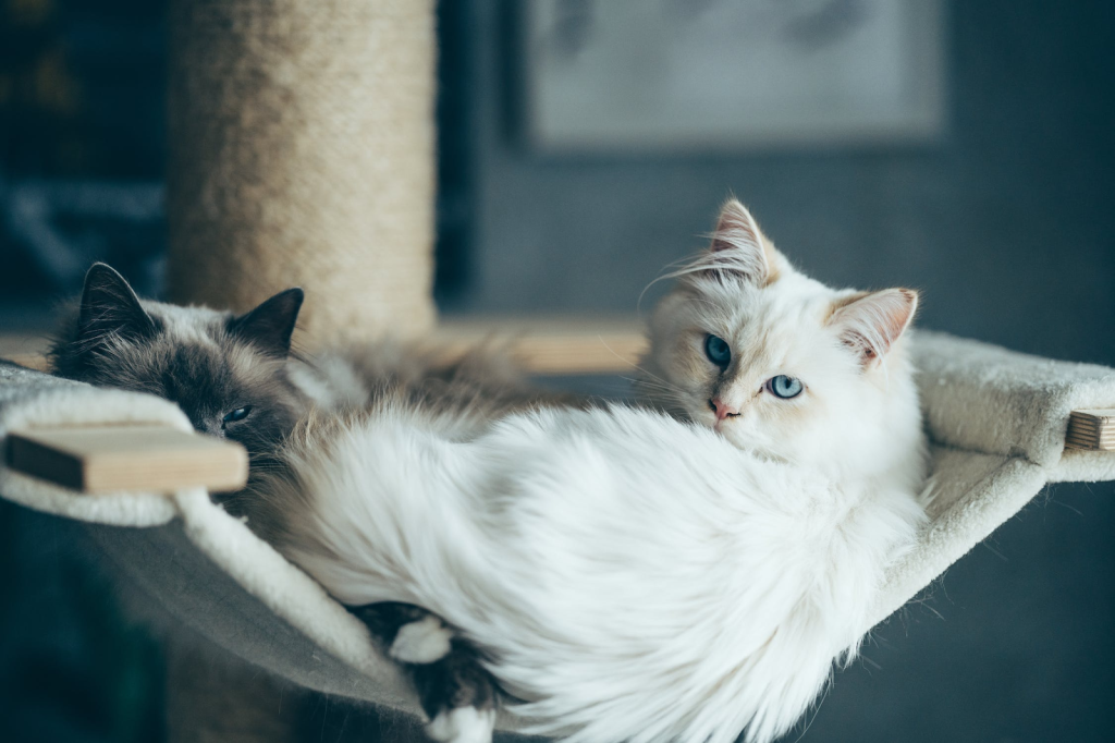 a white cat and a brown and white cat laying in a cot next to each other