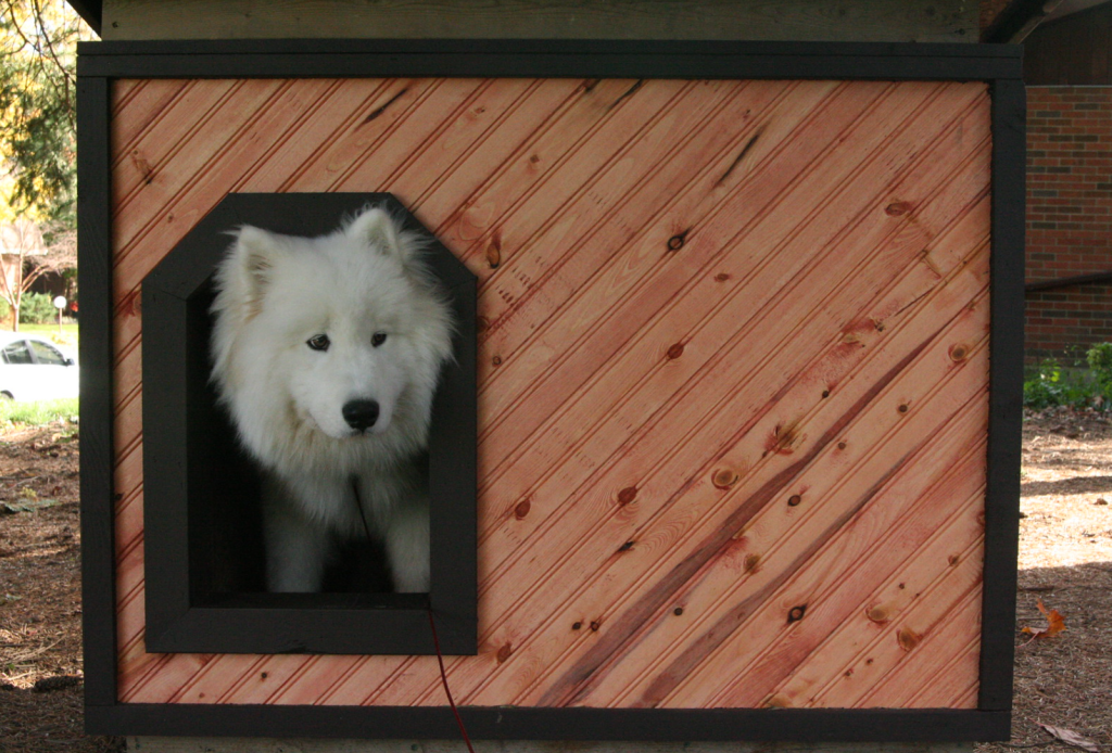 white samoyed in his outdoor dog house in south carolina