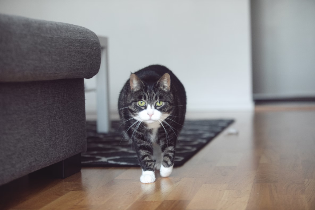 a black and white cat with green eyes walking on hardwood floor inside of a south carolina home