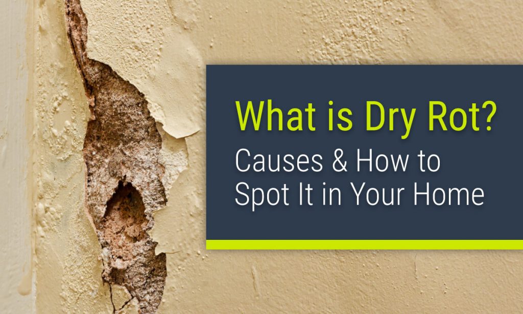 What is Dry Rot? Causes & How to Spot It in Your Home